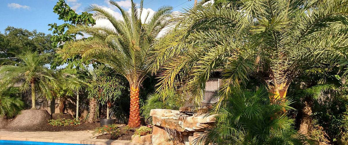 Palm Trees