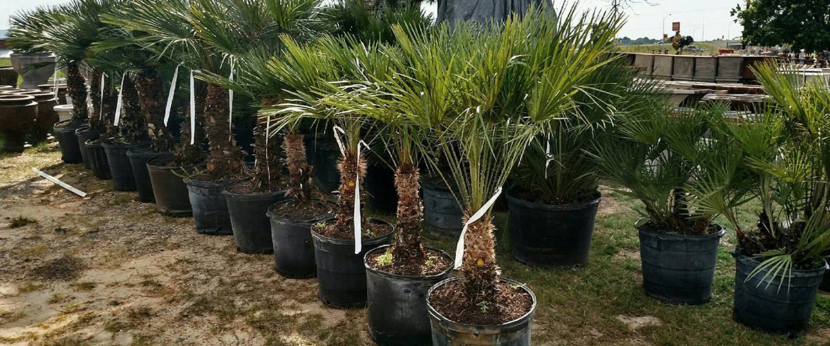 Palm Trees