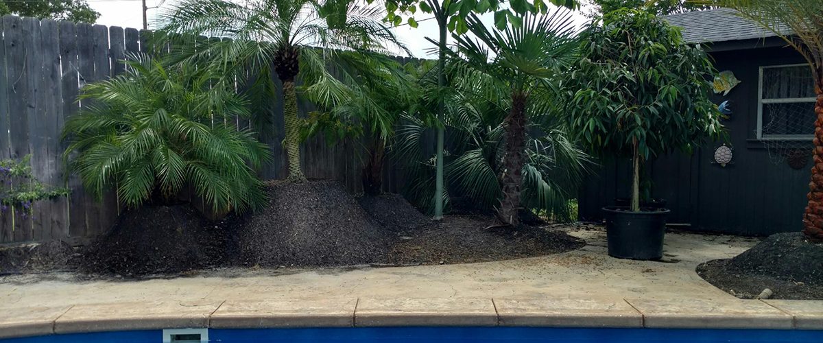 Palm Trees